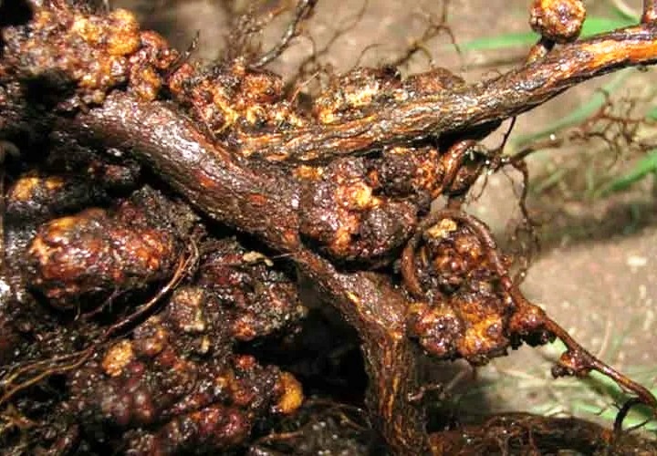 Корневой рак семечковых культур