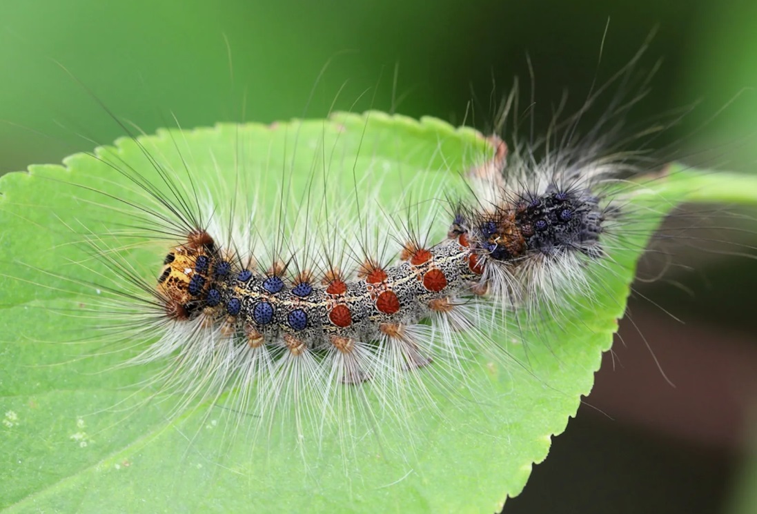 Lymantria dispar