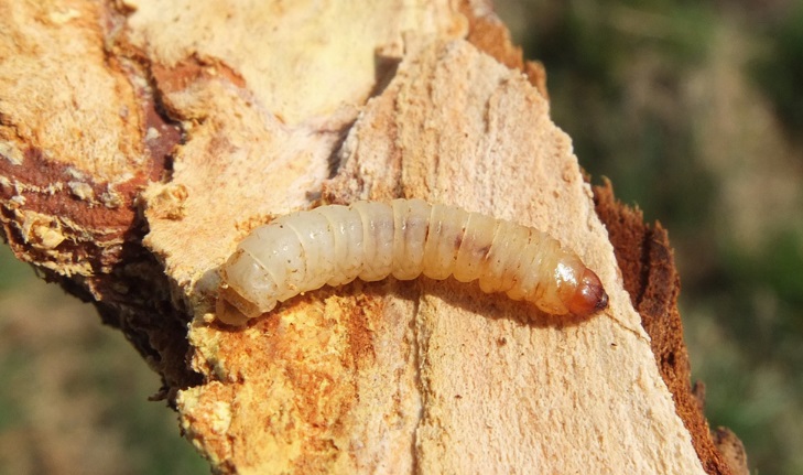 Яблонная стеклянница (Synanthedon myopaeformis)